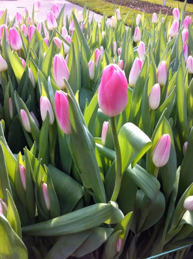 These are tulips!